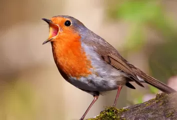 Rouge Gorges